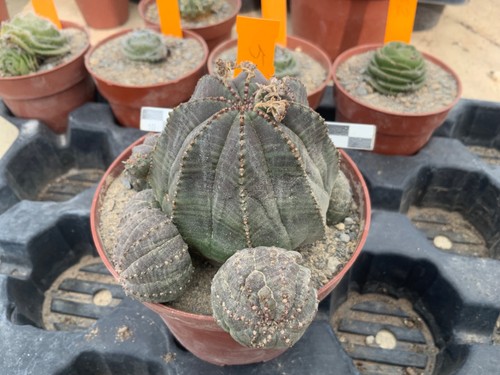 553 euphorbia obesa - euphorbia,