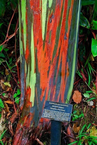 Eucalyptus deglupta eucalipto - deglupta, -eucalipto