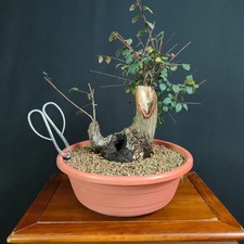 PRE BONSAI DI OLMO CAMPESTRE