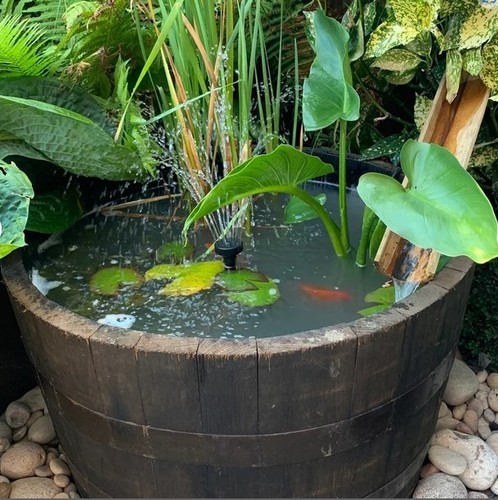 Piccola canna whisky in - canna, da