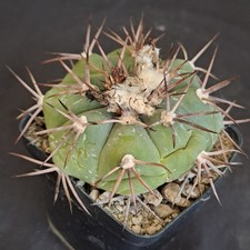 Echinocactus horizonthalonius