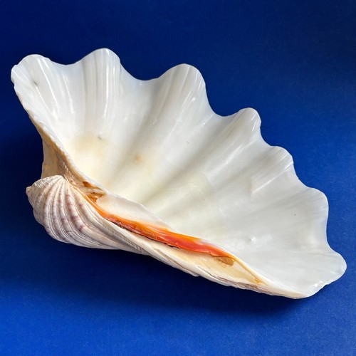 Grande conchiglia vongole - grande, di