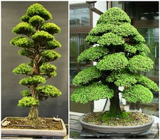 10 semi di Cryptomeria