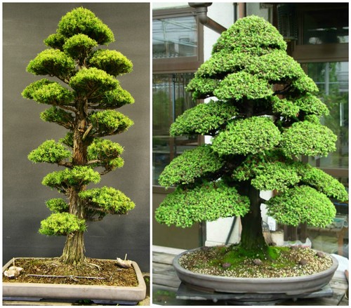 Semi cryptomeria - semi,