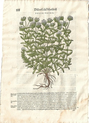 Stampa antica mattioli - antica,