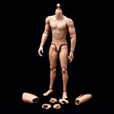 Corpo muscolare europeo scala - muscolare,