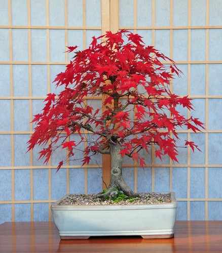 Bonsai tree postcard japanese - bonsai,