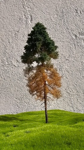 Albero modello h0 - 🍀🍀,