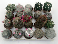 Set Piante grasse mix tutte con spine in vaso cm. 5,5