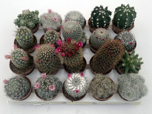 Set piante grasse mix - 20,