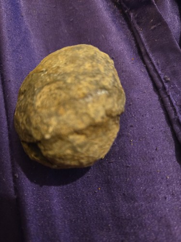 Fossil 297