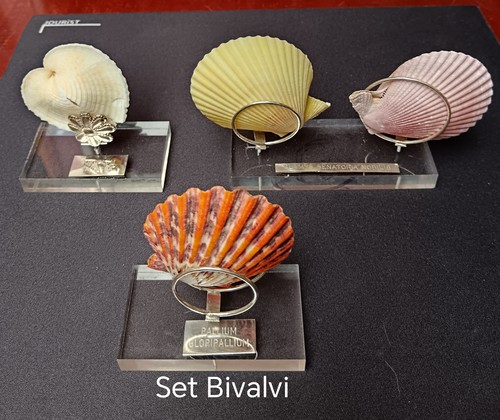 Conchiglie collezione - da,