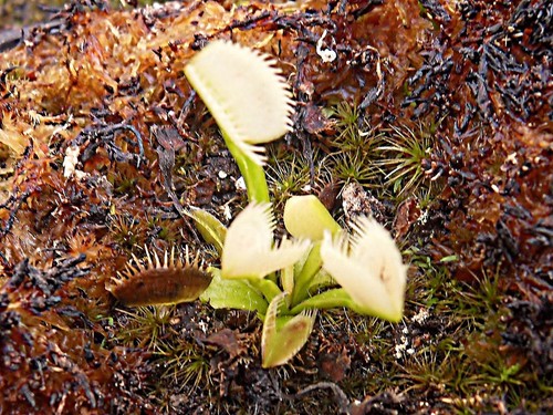 Dionaea muscipula whifula - muscipula, 'whifula'