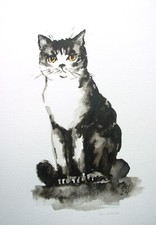 Gatto bianco e nero originale