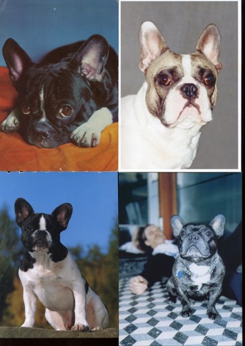 French bulldog dog postcards - french, x