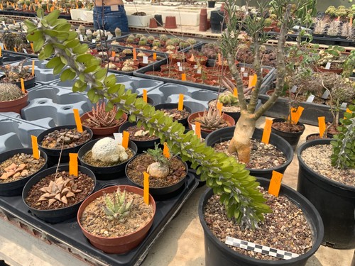 Alluaudia procera wysiwyg - alluaudia,