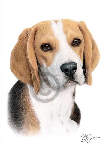 Beagle disegno matita a - a,