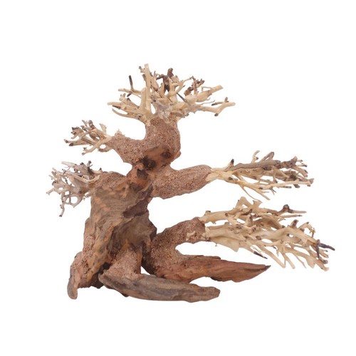 Albero bonsai 10553 radice - m,