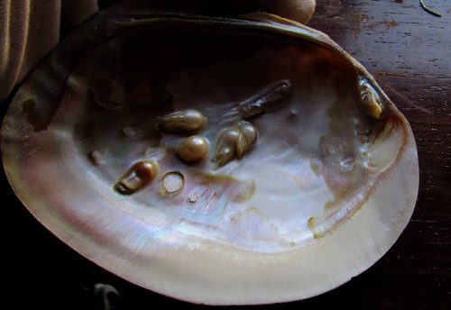 Conchiglia mare madreperla - di,
