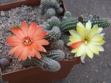 Chamaecereus ibrido ibrido "