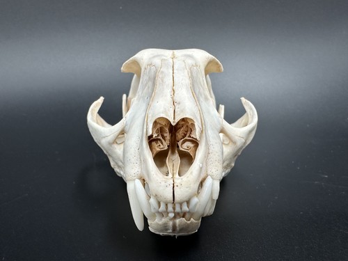 Teschio caracal - teschio,