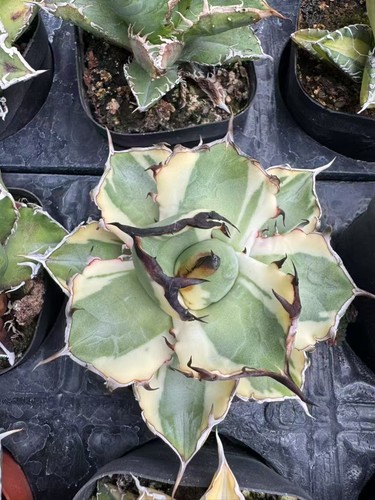 Rara pianta succulenta agave - rara,