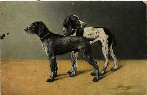 Cpa deutsch kurzhaar dogs - ak,