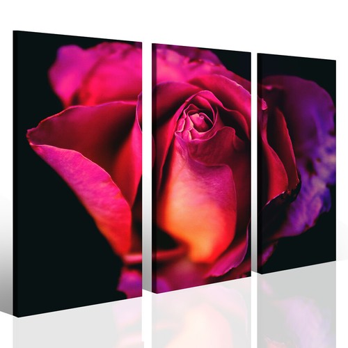 Quadro rosa viola purple rose - rosa,