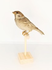 Taxidermy, Cabinet De