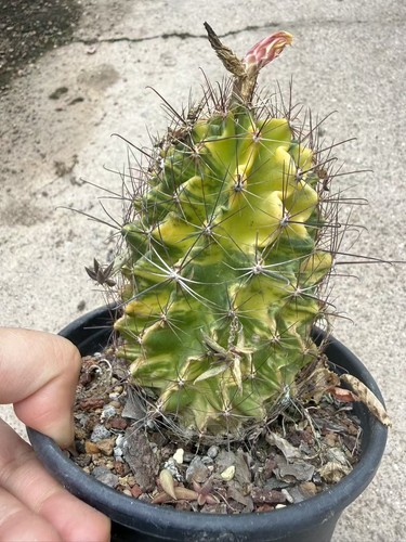 Thelocactus setispinus