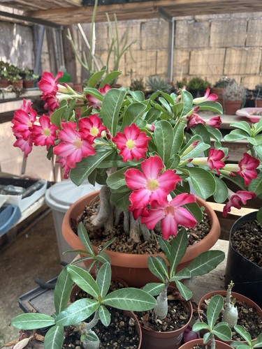 Adenium obesum bonsai mame - obesum,
