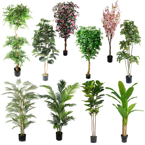 Alberi piante realistiche - e,