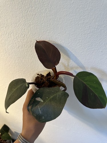 Philodendron red anderson - philodendron,