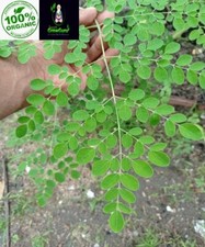 Foglie di Moringa Oleifera