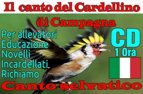 Canto del cardellino selvatico - del,