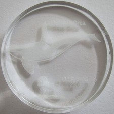 Repubblica Democratica del Congo 10 franchi 2006 fauna selvatica assassina balena / orca