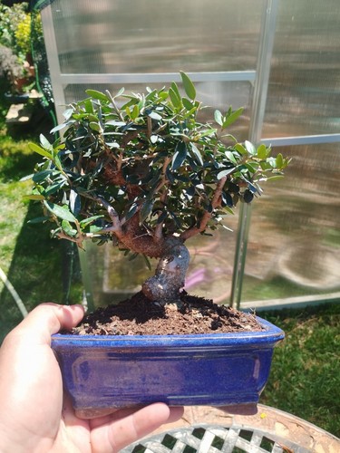 Bonsai olea europaea - bonsai,