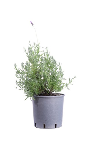 Pianta vera lavanda - vera,