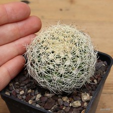 Notocactus villosus Vaso 7 cm