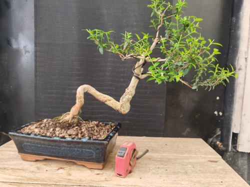 Bonsai mirto h 39 - mirto,