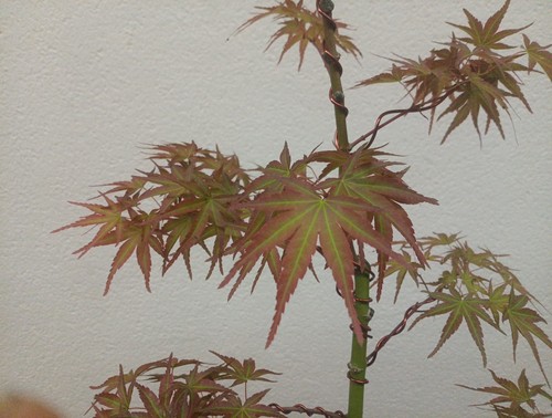 Bonsai acero giapponese villa - giapponese,