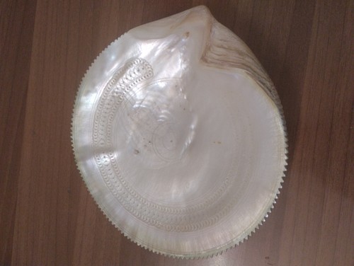 Guscio ostrica gigante - guscio,