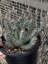 Piante succulente multi teste