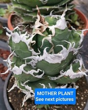 Agave titanota "Diavolo Bianco", Size plant 3/5cm  (RARE AGAVE - MEXICO )