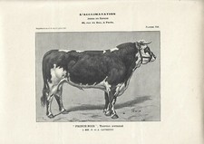 Stampa antica TORO di razza