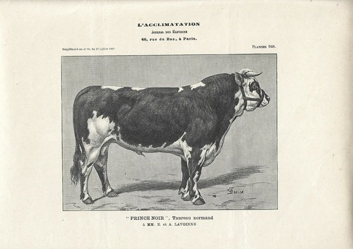 Stampa antica toro razza - antica,