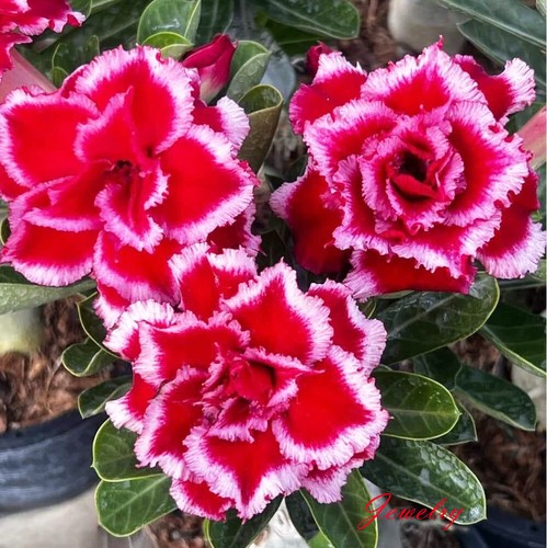 Nuovo adenium obesum - nuovo!,