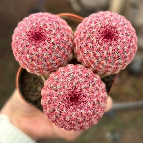 Pianta cactus succulenta - cactus,