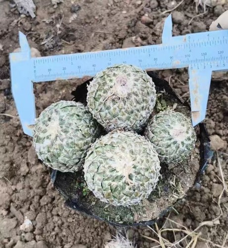 Pelecyphora strobiliformis