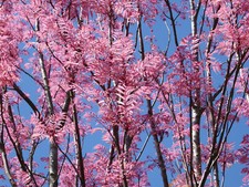 Toona sinensis var